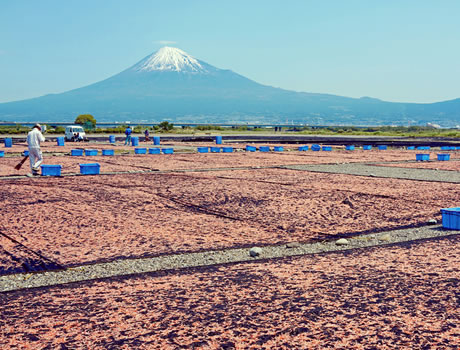 桜えびの天日干し